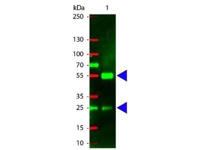 Western Blot: Rabbit anti-Porcine IgG (H+L) Secondary Antibody [Texas Red] [NB120-6775] - Western Blot of Rabbit anti-Porcine IgG (H+L) Secondary Antibody [Texas Red].  Lane 1:  Porcine IgG.  Lane 2:  none.  Load:  100 ng per lane.Primary antibody:  none.Secondary antibody:  Rabbit anti-Porcine IgG (H+L) Secondary Antibody [Texas Red] at 1:1000 for 60 min at RT.Block:  Fluorescent blocking buffer for 30 min at RT.Predicted/Observed size:  55 kDa, 28 kDa for Porcine IgG. Other band(s): none.