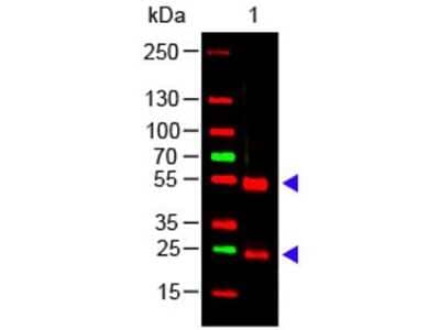 Western Blot: Rabbit anti-Porcine IgG (H+L) Secondary Antibody [NBP1-73812] - Lane 1: Swine IgG Load: 100 ng per lane Primary antibody: Porcine IgG (H+L) Antibody incubated overnight at 4C. Secondary antibody: Rabbit anti-Porcine IgG (H+L) Secondary Antibody incubated for 30 min at RT; incubated with blocking buffer for 30 min at RT. Predicted/Observed size: 55 and 28 kDa, 55 and 28 kDa.