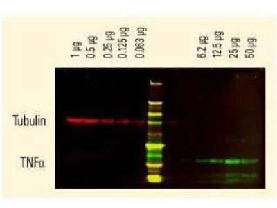 Western Blot: Rabbit anti-Rat IgG (H+L) Secondary Antibody [DyLight 680] (Pre-adsorbed) [NBP1-72991] - Anti-tubulin was detected using a DyLight 680 conjugate. Anti-TNF alpha was detected using a DyLight 800 conjugate. The image was captured using the Odyssey Infrared Imaging System developed by LI-COR.