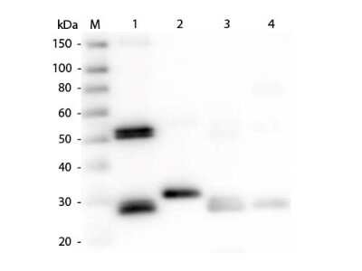Western Blot: Rabbit anti-Rat IgG (H+L) Secondary Antibody [DyLight 800] [NBP1-72992] - Western Blot of Rabbit anti-Rat IgG (H+L) Secondary antibody [DyLight 800]. Lane M: 3 ul Molecular Ladder. Lane 1: Rat IgG whole molecule. Lane 2: Rat IgG F(c) Fragment. Lane 3: Rat IgG Fab Fragment. Lane 4: Rat IgM Whole Molecule. All samples were reduced. Load: 50 ng per lane. Block: 30 min at RT. Primary Antibody: Rabbit anti-Rat IgG (H+L) Secondary antibody [DyLight 800] 1:1,000 for 60 min at RT. Secondary Antibody: Anti-Rabbit IgG (GOAT) Peroxidase Conjugated Antibody 1:40,000 in 30 min at RT. Predicted/Observed Size: 25 and 55 kDa for Rat IgG, 25 kDa for F(c) and Fab, 78 and 25 kDa for IgM . Rat F(c) migrates slightly higher.
