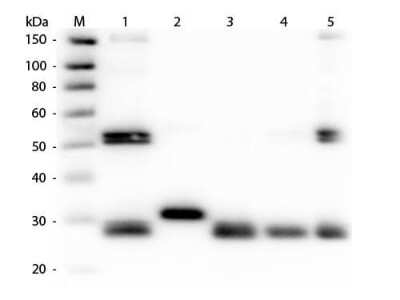 Western Blot: Rabbit anti-Rat IgG (H+L) Secondary Antibody [HRP] (Pre-adsorbed) [NB120-7104] - Western Blot of Rabbit anti-Rat IgG (H+L) Secondary antibody [HRP] (Pre-adsorbed). Lane M: 3 ul Molecular Ladder. Lane 1: Rat IgG whole molecule. Lane 2: Rat IgG F(c) Fragment. Lane 3: Rat IgG Fab Fragment. Lane 4: Rat IgM Whole Molecule. Lane 5: Rat Serum. All samples were reduced. Load: 50 ng per lane. Block for 30 min at RT. Primary Antibody: Rabbit anti-Rat IgG (H+L) Secondary antibody [HRP] (Pre-adsorbed) 1:1,000 for 60 min at RT. Secondary Antibody: Anti-Rabbit IgG (GOAT) Peroxidase Conjugated Antibody 1:40,000 in blocking buffer for 30 min at RT. Predicted/Obsevered Size: 25 and 55 kDa for Rat IgG and Serum, 25 kDa for F(c) and Fab, 78 and 25 kDa for IgM. Rat F(c) migrates slightly higher.