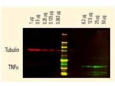 Western Blot: Rabbit anti-Rat IgG (H+L) Secondary Antibody (Pre-adsorbed) [NBP1-72733] - Anti-tubulin was detected using a DyLight 680 conjugate. Anti-TNF alpha was detected using a DyLight 800 conjugate. The image was captured using the Odyssey Infrared Imaging System developed by LI-COR. Image from the DyLight 680 version of this antibody.