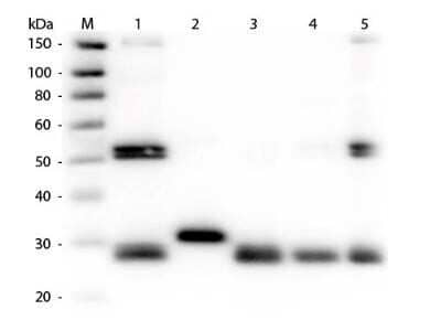 Western Blot: Rabbit anti-Rat IgG (H+L) Secondary Antibody (Pre-adsorbed) [NBP1-72733] - Lane 1: Rat IgG whole molecule. Lane 2: Rat IgG F(c) Fragment. Lane 3: Rat IgG Fab Fragment. Lane 4: Rat IgM Whole Molecule. Lane 5: Rat Serum. All samples were reduced. Load: 50 ng per lane. Block: incubated with blocking buffer for 30 min at RT. Primary Antibody: Anti-Rat IgG (H&L) (RABBIT) Antibody (Min X Human Serum Proteins) 1:1,000 for 60 min at RT. Secondary Antibody: Anti-Rabbit IgG (GOAT) Peroxidase Conjugated Antibody 1:40,000 in incubated with blocking buffer for 30 min at RT. Predicted/Observed Size: 25 and 55 kDa for Rat IgG and Serum, 25 kDa for F(c) and Fab, 78 and 25 kDa for IgM. Rat F(c) migrates slightly higher.