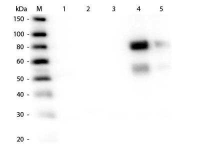 Western Blot: Rabbit anti-Rat IgG (H+L) Secondary Antibody [Texas Red] (Pre-absorbed) [NB120-6732] - Rabbit anti-Rat IgG (H+L) Secondary Antibody [Texas Red] [NB120-6732] - Lane 1: Rat IgG whole molecule. Lane 2: Rat IgG F(c) Fragment. Lane 3: Rat IgG Fab Fragment. Lane 4: Rat IgM Whole Molecule. Lane 5: Rat Serum. All samples were reduced. Load: 50 ng per lane. Block: incubated with blocking buffer for 30 min at RT. Primary Antibody: Anti-Rat IgM (mu chain) (RABBIT) Antibody 1:2,000 for 60 min at RT. Secondary Antibody: Anti-Rabbit IgG (GOAT) Peroxidase Conjugated Antibody 1:40,000 in incubated with blocking buffer for 30 min at RT. Predicted/Observed Size: 25 and 55 kDa for Rat IgG and Serum, 25 kDa for F(c) and Fab, 78 and 25 kDa for IgM. Rat F(c) migrates slightly higher.