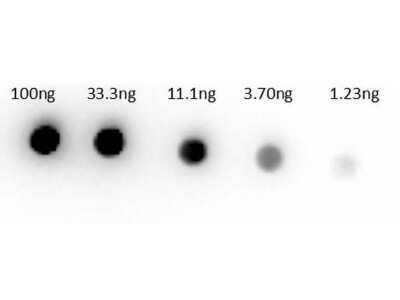 Dot Blot: Rabbit anti-Sheep IgG (H+L) Secondary Antibody [Biotin] (Pre-adsorbed) [NB7584] - Dot Bot of Rabbit anti-Sheep IgG (H+L) Secondary antibody [Biotin] (Pre-adsorbed).Lane 1: 100ng.Lane 2: 33.3ng.Lane 3: 11.1ng.Lane 4: 3.7ng.Lane 5: 1.23ng.Primary Antibody: Rb-anti-sheep Biotin at 1ug/mL.Secondary Antibody: Streptavidin HRP at 1:40,000.Blocking Buffer for 30 min at RT.
