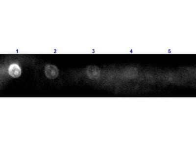 Dot Blot: Rabbit anti-Sheep IgG (H+L) Secondary Antibody [Rhodamine] [NB120-6744]