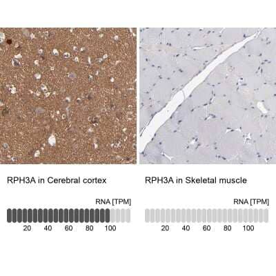 Immunohistochemistry-Paraffin: Rabphilin 3A Antibody [NBP1-87940] - Analysis in human cerebral cortex and skeletal muscle tissues. Corresponding Rabphilin 3A RNA-seq data are presented for the same tissues.