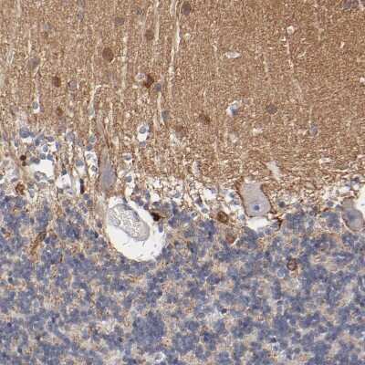 Immunohistochemistry-Paraffin: Rabphilin 3A Antibody [NBP1-87940] - Staining of human cerebellum shows moderate positivity in neuropil.