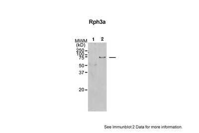 Western Blot: Rabphilin 3A Antibody [NBP1-69184] - Sample Type: 1. Lamprey CNS (20ug) 2. Rat Brain Lysate (20ug) Primary Dilution: 1:1000 Secondary Antibody: Goat anti-Rabbit HRP Secondary Dilution: 1:4000 Image Submitted by: Jennifer Morgan, PhD & David Busch University of Texas in Austin