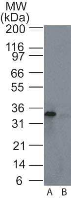 Western Blot: Rad1 Antibody [NB100-56320] - Western blot analysis of Rad1 in A) HeLa and B) HEK293 cell lysate using this antibody at 4 ug/ml.