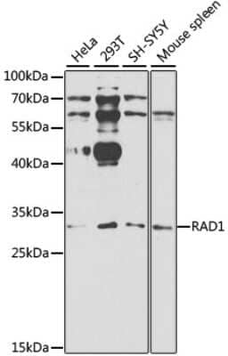 Western Blot: Rad1 Antibody [NBP2-93566] - Analysis of extracts of various cell lines, using Rad1 at 1:1000 dilution. Secondary antibody: HRP Goat Anti-Rabbit IgG (H+L) at 1:10000 dilution. Lysates/proteins: 25ug per lane. Blocking buffer: 3% nonfat dry milk in TBST. Detection: ECL Basic Kit . Exposure time: 90s.