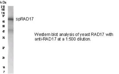 Western Blot: Rad17 Antibody [NB100-172]