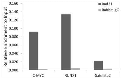 Chromatin Immunoprecipitation: Rad21 Antibody (9H0H6) [NBP3-15892] - Chromatin immunoprecipitation analysis of extracts of A-549 cells, using Rad21 antibody (NBP3-15892) and rabbit IgG.The amount of immunoprecipitated DNA was checked by quantitative PCR. Histogram was constructed by the ratios of the immunoprecipitated DNA to the input.