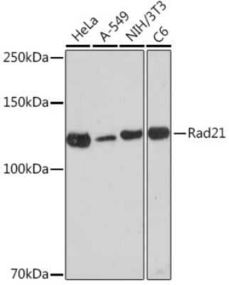 Western Blot: Rad21 Antibody (9H0H6) [NBP3-15892] - Western blot analysis of extracts of various cell lines, using Rad21 Rabbit mAb (NBP3-15892) at 1:1000 dilution. Secondary antibody: HRP Goat Anti-Rabbit IgG (H+L) at 1:10000 dilution. Lysates/proteins: 25ug per lane. Blocking buffer: 3% nonfat dry milk in TBST. Detection: ECL Enhanced Kit. Exposure time: 180s.