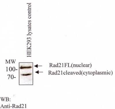 Western Blot: Rad21 Antibody (CM110-2C10) - Azide and BSA Free [NBP2-80922] - Western blot with monoclonal anti-Rad21 (NB100-386) in HEK293 lysates. Image from the standard format of this antibody.
