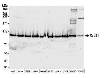 Rad21 Antibody [NB100-203] - Detection of human and mouse Rad21 by western blot. Samples: Whole cell lysate (50 ug) from HeLa, Jurkat, HEK293T, RKO, GaMG, MCF-7, A-549, U2OS, NIH 3T3, and TCMK-1 cells prepared using NETN lysis buffer. Antibody: Rabbit anti-Rad21 antibody NB100-203 used at 0.04 ug/ml. Detection: Chemiluminescence with an exposure time of 10 seconds.