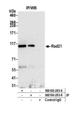 Rad21 Antibody [NB100-203] - Detection of human Rad21 by western blot of immunoprecipitates. Samples: Whole cell lysate (1.0 mg per IP reaction; 20% of IP loaded) from HeLa cells prepared using NETN lysis buffer. Antibodies: Rabbit anti-Rad21 antibody NB100-203 (Lot NB100-203-8) used for IP at 6 ug per reaction. Rad21 was also immunoprecipitated by a previous lot of this antibody (lot NB100-203-6). For blotting immunoprecipitated Rad21, rabbit anti-Rad21 recombinant monoclonal antibody NB100-203 was used at 1:1000. Chemiluminescence with an exposure time of 3 minutes.Previous