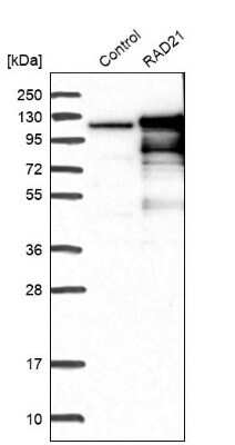 Western Blot: Rad21 Antibody [NBP1-83260] - Analysis in control (vector only transfected HEK293T lysate) and RAD21 over-expression lysate (Co-expressed with a C-terminal myc-DDK tag (3.1 kDa) in mammalian HEK293T cells).