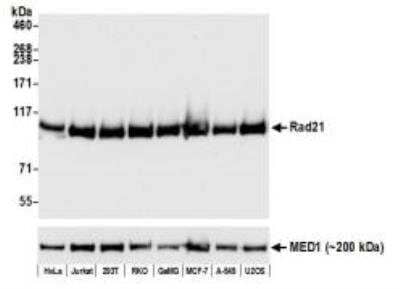 Western Blot: Rad21 Antibody [NBP3-14677] - Whole cell lysate (50 ug) from HeLa, Jurkat, HEK293T, RKO,GaMG, MCF-7, A-549, and U2OS cells prepared usingNETN lysis buffer. Antibody: Rabbit anti-Rad21recombinant monoclonal antibody used at 1:1000. Secondary: HRP-conjugated goatanti-rabbit IgG. Chemiluminescence with anexposure time of 3 seconds. Lower panel: Rabbit antiMED1 recombinant monoclonal antibody.