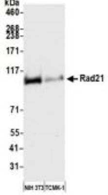 Western Blot: Rad21 Antibody [NBP3-14677] - Whole cell lysate (50 ug) from NIH 3T3 and TCMK-1 cellsprepared using NETN lysis buffer. Antibody: Rabbit antiRad21 recombinant monoclonal antibody used at 1:1000. Secondary: HRPconjugated goat anti-rabbit IgG.Chemiluminescence with an exposure time of 3 seconds.