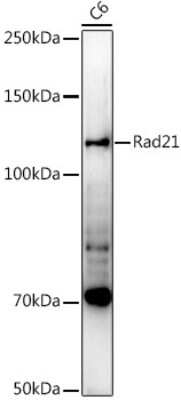 Western Blot: Rad21 Antibody [NBP3-15608] - Western blot analysis of extracts of C6 cells, using Rad21 antibody (NBP3-15608) at 1:1000 dilution. Secondary antibody: HRP Goat Anti-Rabbit IgG (H+L) at 1:10000 dilution. Lysates/proteins: 25ug per lane. Blocking buffer: 3% nonfat dry milk in TBST. Detection: ECL Enhanced Kit. Exposure time: 90s.