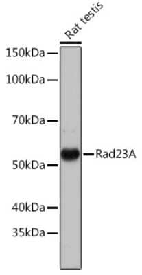 Western Blot: Rad23 Antibody (3B7T9) [NBP3-16573] - Western blot analysis of extracts of various cell lines, using Rad23 Rabbit mAb (NBP3-16573) at 1:1000 dilution. Secondary antibody: HRP Goat Anti-Rabbit IgG (H+L) at 1:10000 dilution. Lysates/proteins: 25ug per lane. Blocking buffer: 3% nonfat dry milk in TBST. Detection: ECL Basic Kit. Exposure time: 3min.