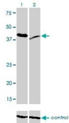 Western Blot: Rad23 Antibody (3C12) [H00005886-M01] - Analysis of RAD23A over-expressed 293 cell line, cotransfected with RAD23A Validated Chimera RNAi ( Cat # H00005886-R01V ) (Lane 2) or non-transfected control (Lane 1). Blot probed with RAD23A monoclonal antibody (M01), clone 3C12 (Cat # H00005886-M01 ). GAPDH ( 36.1 kDa ) used as specificity and loading control.