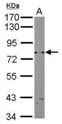 Western Blot: Rad3 Antibody [NBP2-42912] - Analysis of 10 ug whole cell lysate A: Yeast lysate 7.5% SDS PAGE diluted at 1:2000.