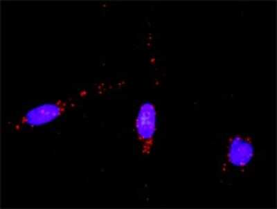 Proximity Ligation Assay: Rad51 Antibody [H00005888-D01P] - Analysis of protein-protein interactions between RAD51 and CASP3. HeLa cells were stained with anti-RAD51 rabbit purified polyclonal 1:1200 and anti-CASP3 mouse monoclonal antibody 1:50. Each red dot represents the detection of protein-protein interaction complex, and nuclei were counterstained with DAPI (blue).
