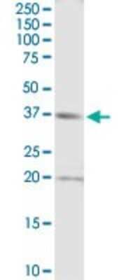 Western Blot: Rad51 Antibody [H00005888-D01P] - Analysis of RAD51 expression in IMR-32.