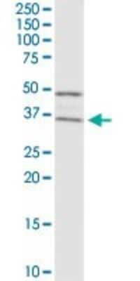 Western Blot: Rad51 Antibody [H00005888-D01P] - Analysis of RAD51 expression in NIH/3T3.