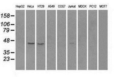 Western Blot: Rad9 Antibody (OTI7B11) - Azide and BSA Free [NBP2-73783] - Analysis of extracts (35ug) from 9 different cell lines by using anti-anti-Rad9monoclonal antibody.