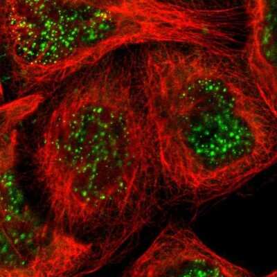 Immunocytochemistry/Immunofluorescence: Raf-1 Antibody [NBP1-85462] - Staining of human cell line A-431 shows localization to nuclear speckles. Antibody stainig is shown in green.