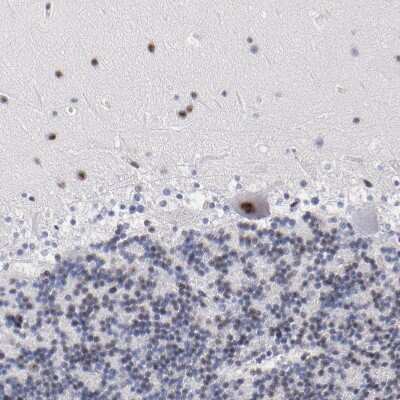 Immunohistochemistry-Paraffin: Raf-1 Antibody [NBP1-85462] - Staining of human cerebellum shows moderate positivity in nuclear speckles in Purkinje cells.