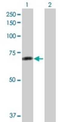 Western Blot: Raf-1 Antibody [H00005894-B01P] - Analysis of RAF1 expression in transfected 293T cell line by RAF1 polyclonal antibody.  Lane 1: RAF1 transfected lysate(71.28 KDa). Lane 2: Non-transfected lysate.