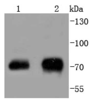 Western Blot: Raf-1 [p Ser43] Antibody (SD087-05) [NBP2-67808] - Analysis of Phospho-Raf1(S43) on different lysates using anti-Phospho-Raf1(S43) antibody at 1/1,000 dilution. Positive control: Lane 1: NIH/3T3 Lane 2: 293T