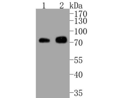 Western Blot: Raf-1 [p Ser43] Antibody (SD087-05) [NBP2-67808] - Western blot analysis of Raf-1 on different lysates. Proteins were transferred to a PVDF membrane and blocked with 5% BSA in PBS for 1 hour at room temperature. The primary antibody (1/500) was used in 5% BSA at room temperature for 2 hours. Goat Anti-Rab