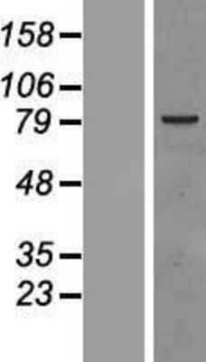 Western Blot: Raf1 Overexpression Lysate (Adult Normal) [NBP2-08062] Left-Empty vector transfected control cell lysate (HEK293 cell lysate); Right -Over-expression Lysate for Raf1.