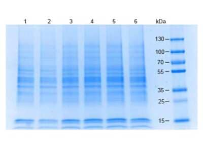 SDS-Page: Raji Whole Cell Lysate [NB800-PC11] - Coommassie stained SDS-PAGE of 20 ug of A 549 WCL, Raji WCL separated using a 4-20% gradient gel under reducing conditions. Molecular weight standards are shown.