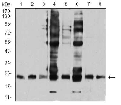 Western Blot RalB Antibody (7F8B4) - BSA Free