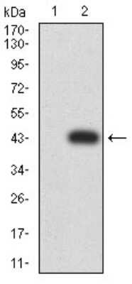 Western Blot: RalB Antibody (8A8A9) [NBP2-61826] - Analysis using RALB mAb against HEK293 (1) and RALB (AA: 89-206)-hIgGFc transfected HEK293 (2) cell lysate.