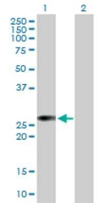 Western Blot: RalB Antibody [H00005899-B01P] - Analysis of RALB expression in transfected 293T cell line by RALB polyclonal antibody.  Lane 1: RALB transfected lysate(22.66 KDa). Lane 2: Non-transfected lysate.