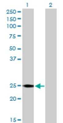 Western Blot: RalB Antibody [H00005899-D01P] - Analysis of RALB expression in transfected 293T cell line by RALB polyclonal antibody.Lane 1: RALB transfected lysate(23.40 KDa).Lane 2: Non-transfected lysate.