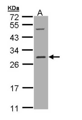 Western Blot: RalB Antibody [NBP1-32696] - Sample (30 ug of whole cell lysate)A: Hep G2  12% SDS PAGE, antibody diluted at 1:1000.