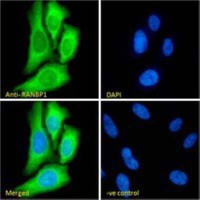 Immunocytochemistry/Immunofluorescence: RanBP1 Antibody [NB100-1443] - Immunofluorescence analysis of paraformaldehyde fixed HeLa cells, permeabilized with 0.15% Triton. Primary incubation 1hr (10ug/ml) followed by Alexa Fluor 488 secondary antibody (2ug/ml), showing cytoplasmic staining. The nuclear stain is DAPI (blue). Negative control: Unimmunized goat IgG (10ug/ml) followed by Alexa Fluor 488 secondary antibody (2ug/ml).