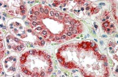 Immunohistochemistry-Paraffin: RanBP1 Antibody [NB100-1443] - Staining of paraffin embedded Human Kidney with antibody at 3.8 ug/mL. Steamed antigen retrieval with citrate buffer pH 6, AP-staining.