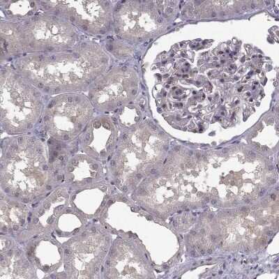 Immunohistochemistry-Paraffin: RanBP1 Antibody [NBP2-57339] - Staining of human kidney shows low expression as expected.