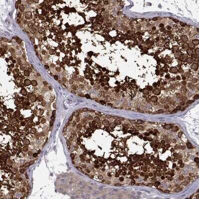 Immunohistochemistry-Paraffin: RanBP1 Antibody [NBP2-57339] - Staining of human testis shows high expression.