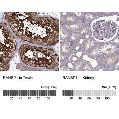 Immunohistochemistry-Paraffin: RanBP1 Antibody [NBP2-57339] - Staining in human testis and kidney tissues using anti-RANBP1 antibody. Corresponding RANBP1 RNA-seq data are presented for the same tissues.