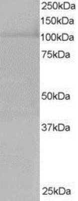 Western Blot RanBP16 Antibody